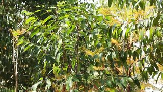 EUCALYPTUS