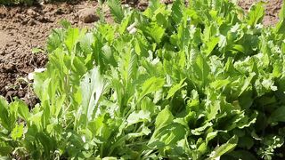 MINI FARM VEGETABLES