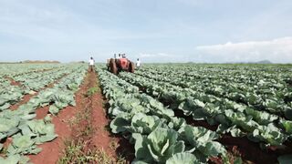 CABBAGE FARM 1