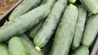 CUCUMBER FARM 1