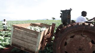 CABBAGE FARM 13