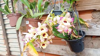Orquídeas 4