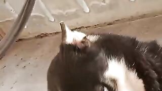 Hi  Beautiful dog, follow me