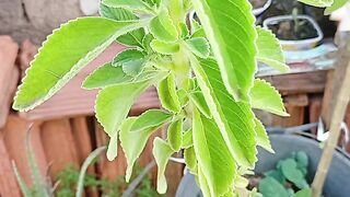 Planta 3