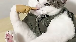 Cats studying, subscribe