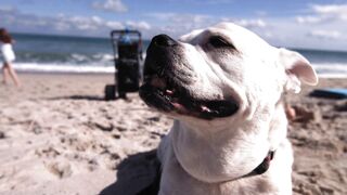 What is it really like to live with a Labrador Retriever?