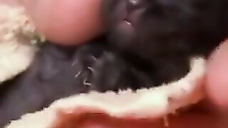 幼猫 Baby cat