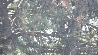 parakeets