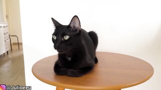 Trolei o Júlio com som de gato filhote kkkkkkkkkkkk