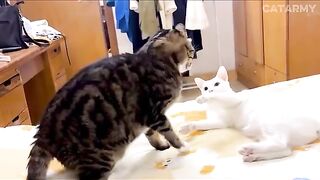 These Cats Can't Control Themselves! 😂🐱 NEW Funny Cat Videos 2026