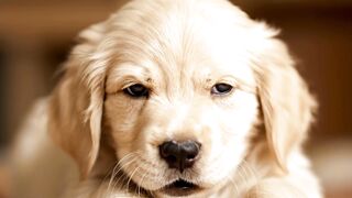 PUPPY 20