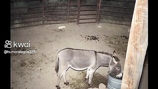 Burro valente