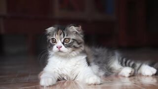 CAT 1