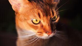 CAT 2