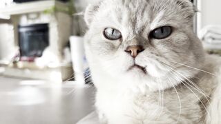 CAT 12