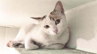 CAT 111