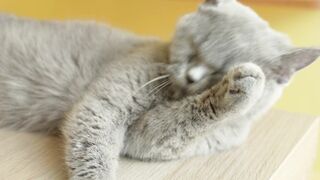CAT 111 2