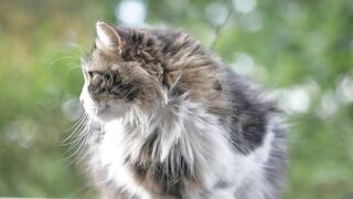 CAT 1111