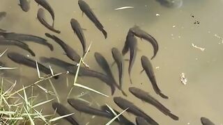 A group of ornamental fish, parents and their children