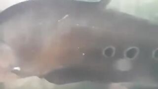 The belida fish is a type of ornamental fish from Kalimantan.