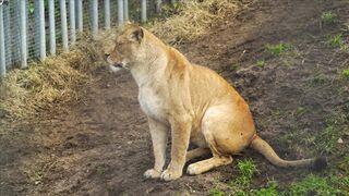 LION 5