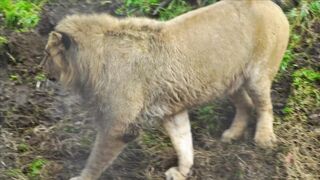 LION 6