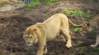 LION 7