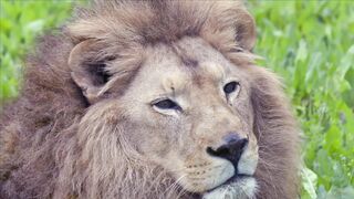 LION 9