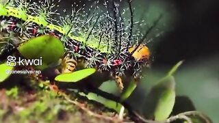 Natureza 21