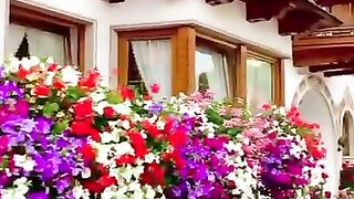 جمال الزهور