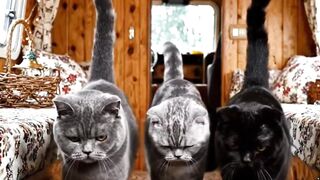 The Cats 2