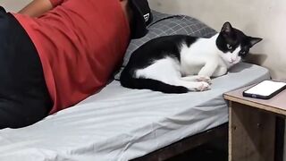 GATO ESTREÇADO