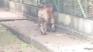 tiger 9