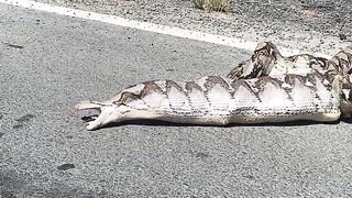 COBRA REGOGITA
