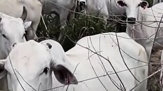 ¡Solo Dices “Comida” y Aparece Todo el Ganado! 🐂😂
