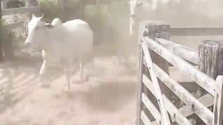 Al Final de la Tarde: Todo el Ganado Regresa al Corral 🐂🌅