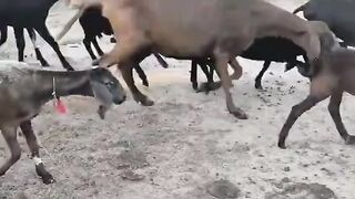 ¡Ahora el Granjero También Cría Ovejas! 🐑😂