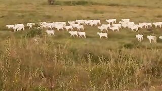Ganado Feliz en el Pasto Verde 🌱🐂