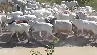 El ganado ya tomó agua y ahora toca el corral! 🐂😂