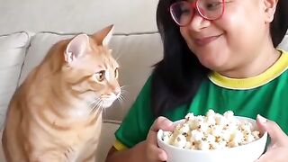 Lia gato chato