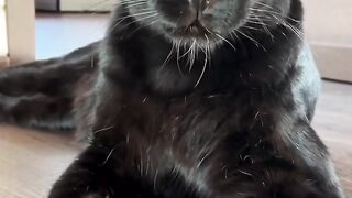 Luna_the_pantera