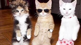 Dancing cat 11