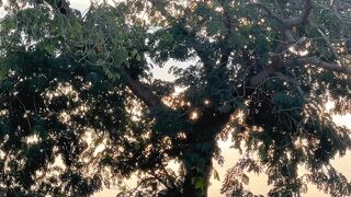 Sunrise 🌅 with a trees | amazing sunrise moment