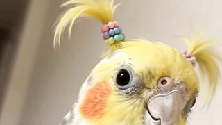 Cute, colorful & full of personality! This adorable little bird is sure to brighten your day.