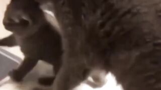 Bora Rir!  Divirta-se - Funny Pets #121