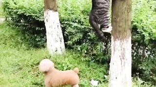 Bora Rir!  Divirta-se - Funny Pets #127
