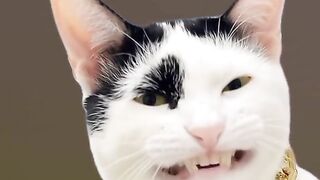 😂 Cante Cat  -  😊kkkk...