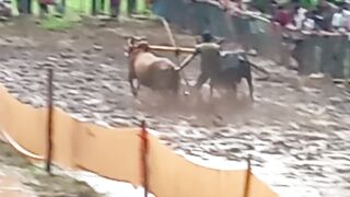 Cow play sport