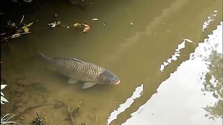 Large broodstock tilapia in the corridor