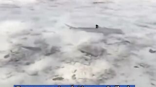 Strange animal phenomena during natural disasters